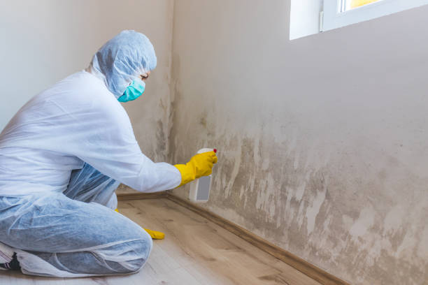 Best Mold Removal for HVAC Installations  in Rkesburg, PA